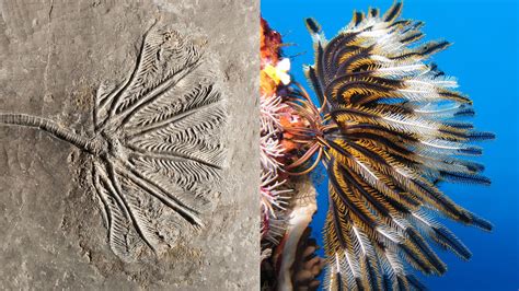 when did crinoids live.